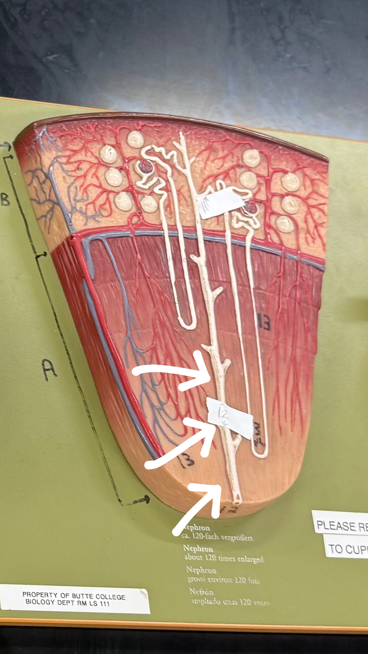 <p>thick tube in the middle</p>