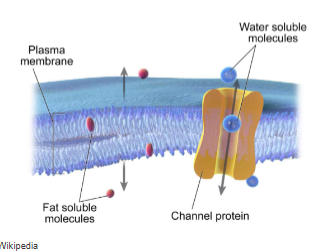 <p>simple diffusion down their concentration gradient</p><p>e.g. the diffusion of O2 and CO2 across membranes</p>