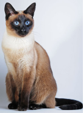 <p>welk type kat is dit</p>