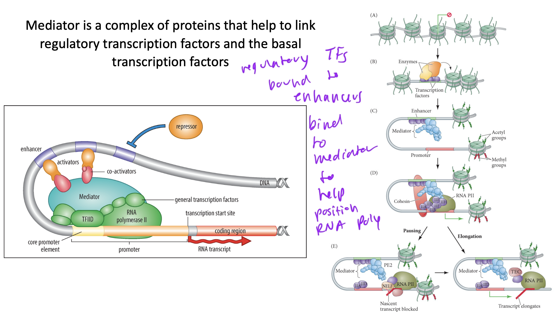<p>a complex of ~ 12 proteins</p><ul><li><p>regulatory TFs bound to enhancers bind to mediator (a complex) to help position RNA Poly onto the promoter</p></li></ul><p></p>