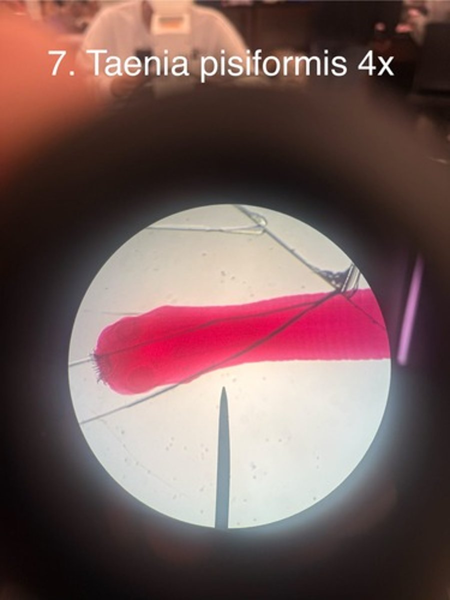 <p>subkingdom eumetazoa</p><p>phylum platyhelminthes</p><p>class cestoda</p><p>scolex, suckers, hooks, proglottids</p>
