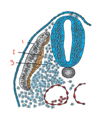 <p>What layer is labeled 1?</p>
