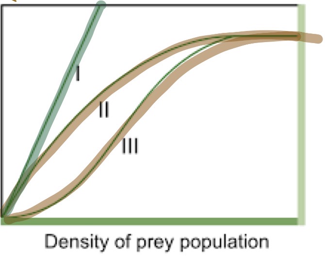 <p>Type 1: The predator will continue to eat more as the number of prey increases </p><p>Type 2 and 3: Predators hit a plateau due to handling time (which is the time it takes for predator to catch, kill and eat a organism)</p>