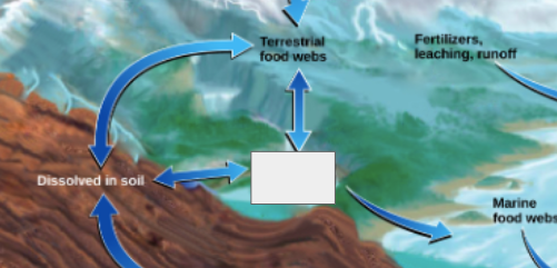 <p>phosphorous cycle: name the step</p>