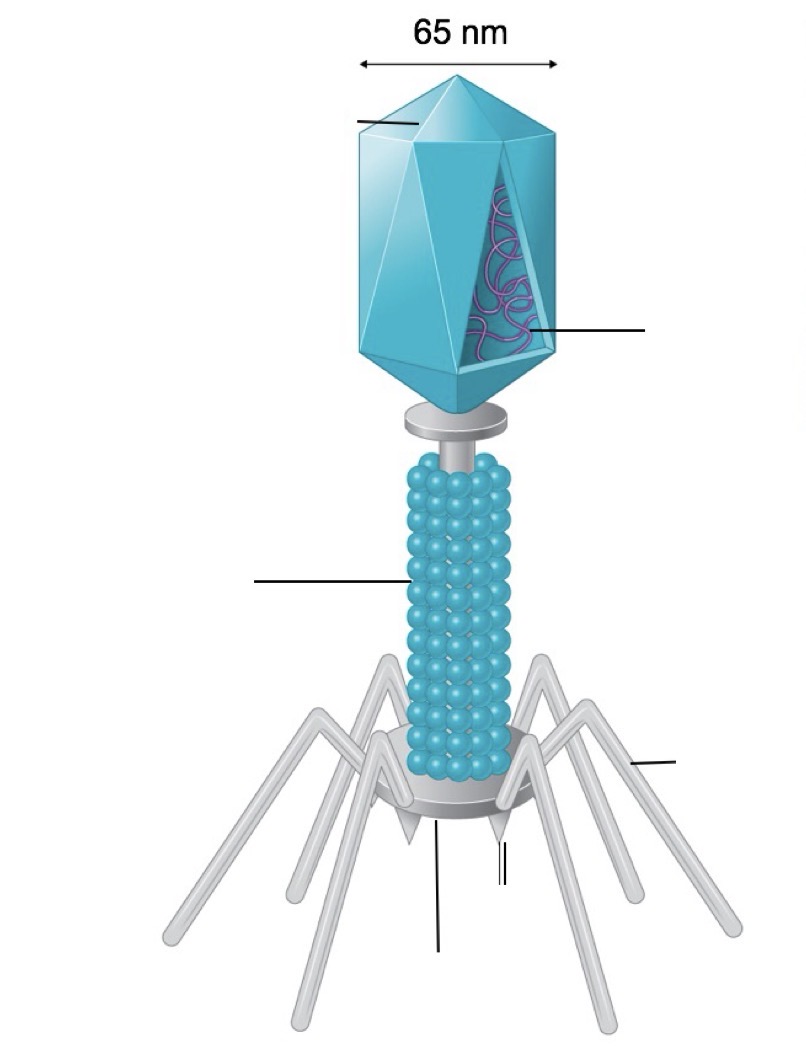 <p>Name of the Structure </p>