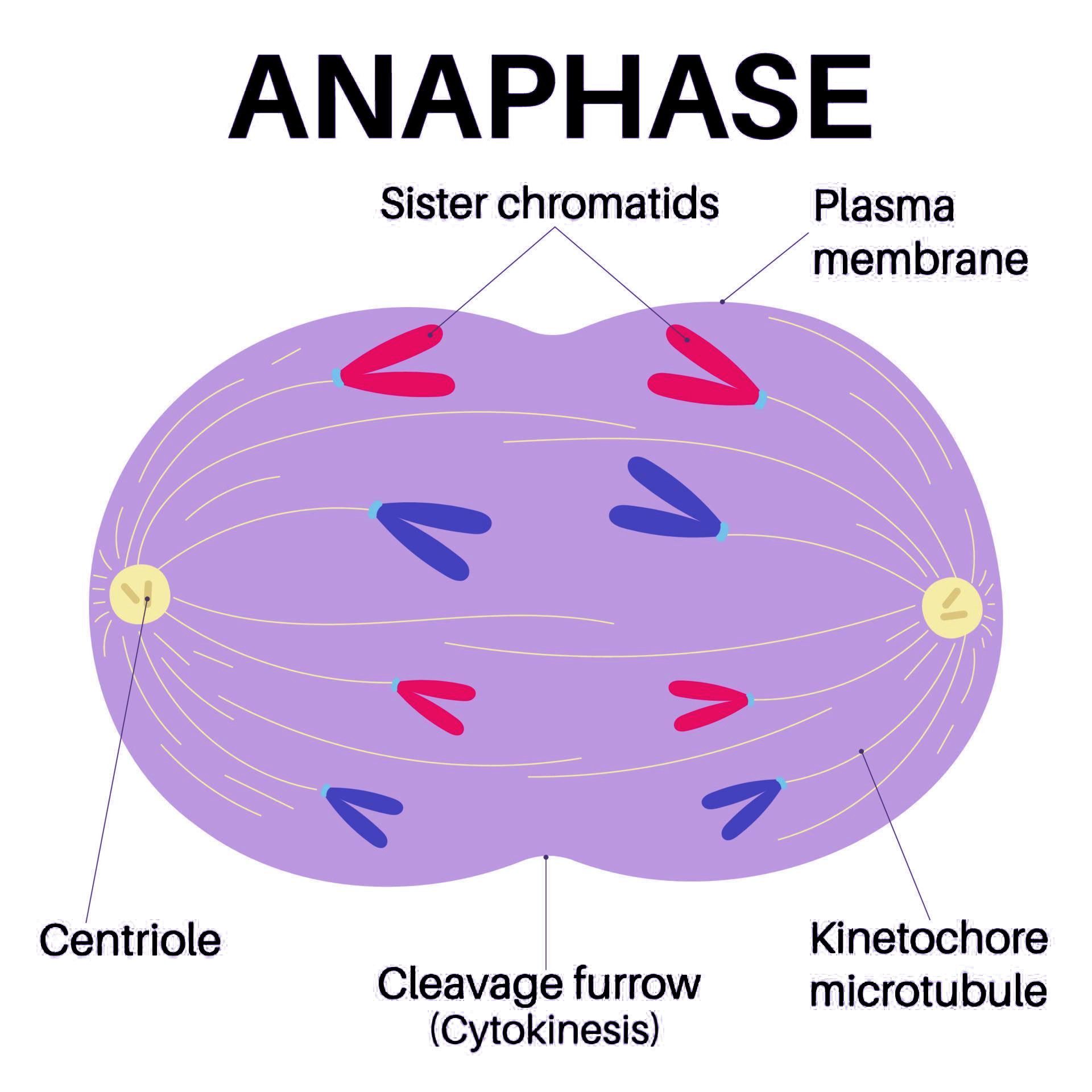 <p>Chromosomes move along the spindle fivers to opposite ends of the cell, the cell develops a drawn in area called a cleavage furrow, and this phase is complete when the movement of chromosomes is ceased, and chromosomes are completely separated.</p>