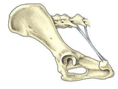 <p>1. ilium</p><p>2. ischium</p><p>3. pubis</p><p>4. sacrum</p><p>5. coccygeal or caudal vertebrae</p>