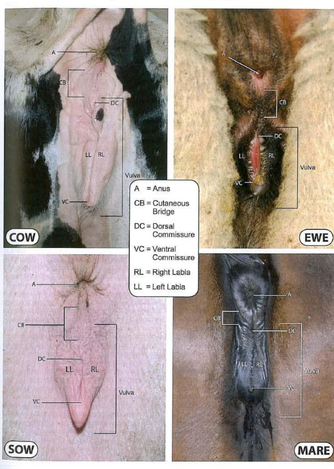 <p>Cranial vagina: secretory (columnar) and stratified quanmous epithelium </p><p>Caudal vagina (vestibule): common to urinary and genitals, houses clusters, vestibular glands </p><p>Vulva: 2 labia that form commissaries (close together) </p><p>Perineum: regions that surrounds anus and vulva</p>