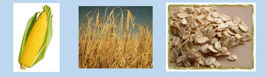 <p><strong><u>Terminology to Describe Feeds </u></strong></p><ul><li><p>______: Are <span style="color: red;"><strong>high in energy and low in fiber</strong></span>. They are<span style="color: red;"><strong> rich in non-fiber CHO (NFC)</strong></span>, usually starch. CP content is usually 20%</p><ul><li><p><strong>Examples</strong>: corn, barely, wheat, oats, and rye. </p></li></ul></li></ul><p></p>