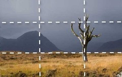 <p>The photo shown BEST demonstrate:</p>