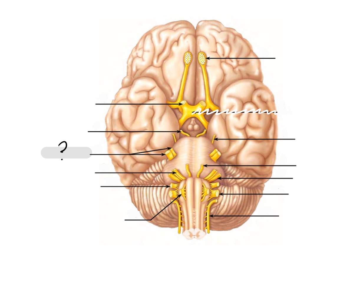 <p>Trigeminal V</p>