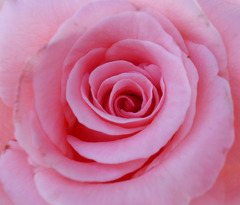 <p>pink, rosey</p>