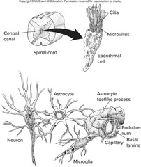 <p>Cells that engulf foreign material and bacteria, providing slight immune function.</p>