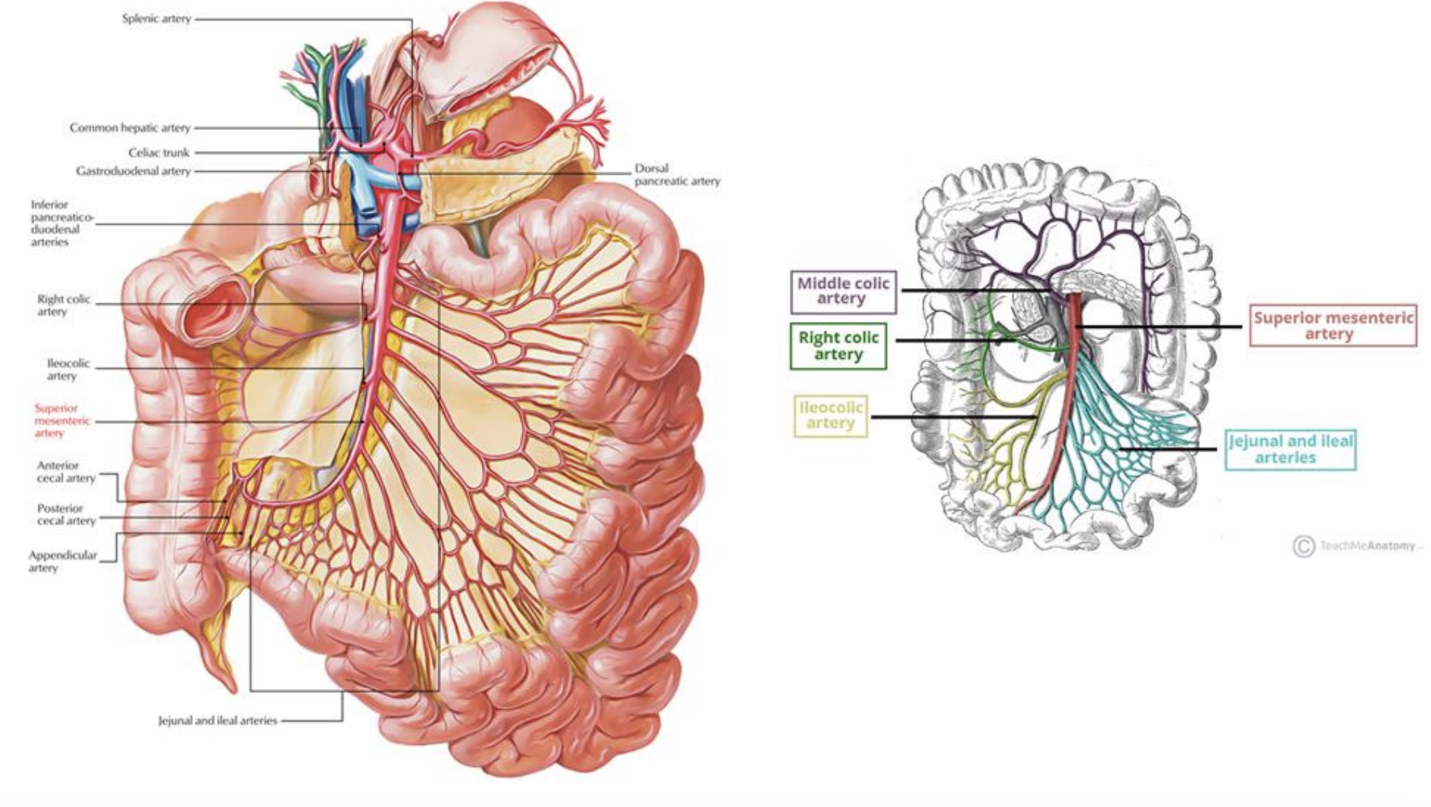 <p><strong>Descending (Abdominal) Aorta</strong></p><p>Arises from: Descending (Thoracic) Aorta</p><p></p><p><strong>Superior Mesenteric Artery (SMA)</strong></p><p>Arises from: Descending (Abdominal) Aorta</p><p>*A majority of the small intestine and part of the large intestine make up the hindgut, which receive their blood from the superior mesenteric artery</p>