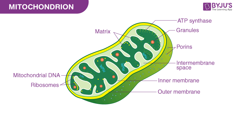 <ul><li><p>They have two different membranes; inner and outer</p></li><li><p>The center of a mitochondria has a fluid called the matrix</p></li></ul><p></p>