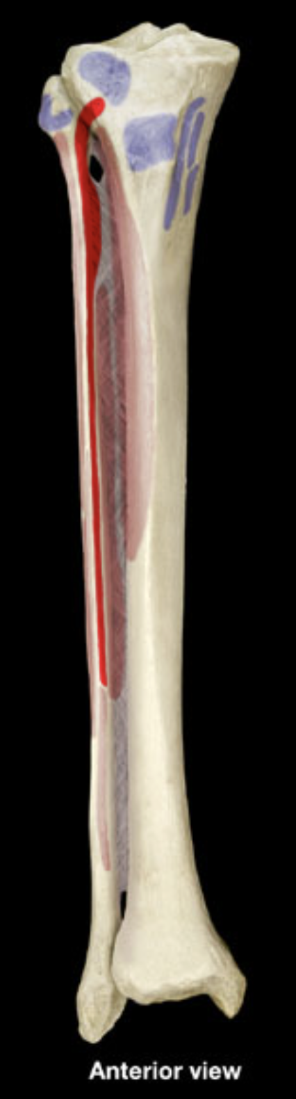 <p>shaft of fibula (anterior)</p><p>lateral condyle of tibia</p><p>interosseous membrane</p>