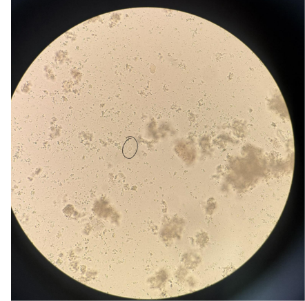 <p>identify</p>