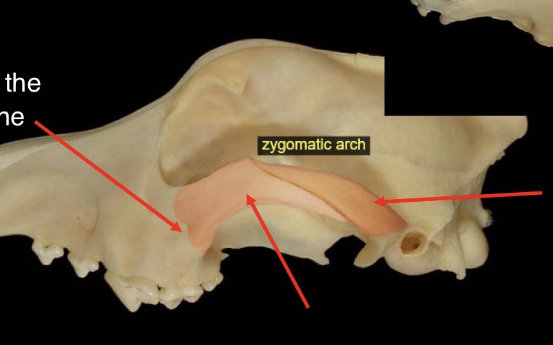 <p>What bones compose the zygomatic arch </p>