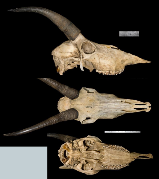 <p>Oreamnos americana</p>