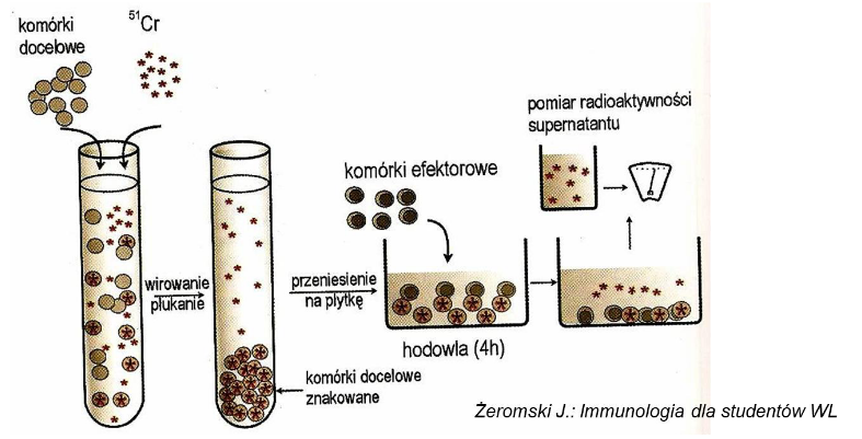 <p>Test chromowy: … (4)</p>