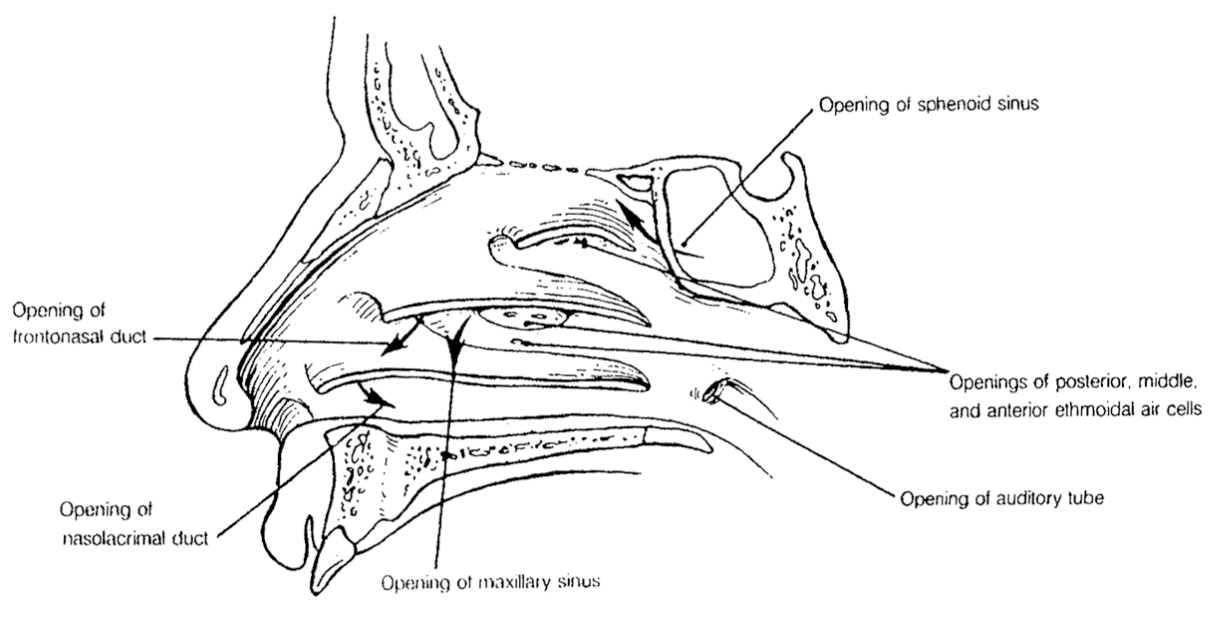 <p>where is the maxillary sinus located?</p>