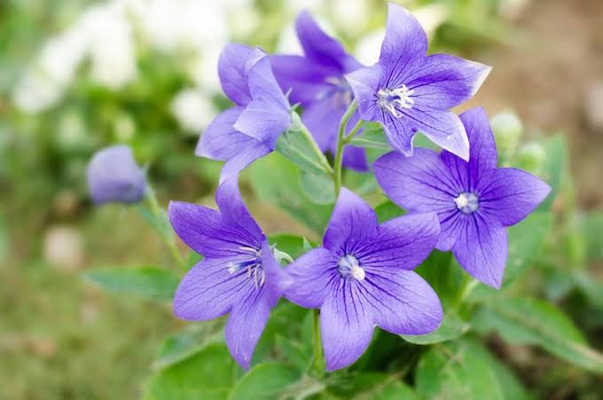 <p>Platycodon grandiflorus</p>