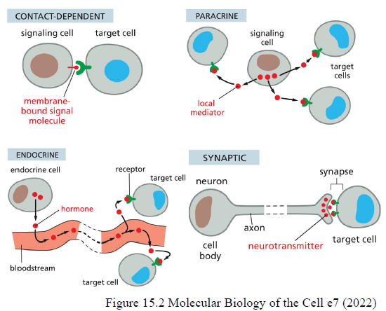 <ul><li><p><strong>Contact-dependent:</strong> signalmolekyle sidder i membranen og kræver direkte cellekontakt</p></li><li><p><strong>Paracrine:</strong> lokale mediatorer diffunderer til nærliggende celler</p></li><li><p><strong>Endocrine:</strong> hormoner transporteres gennem blodet til fjerne celler</p></li><li><p><strong>Synaptic:</strong> neuroner frigiver neurotransmittere i synapser</p></li></ul><p></p>