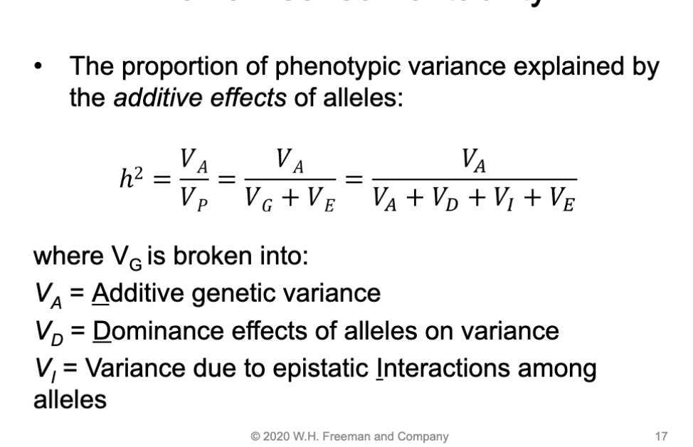 <p>The proportion of phenotypic variance explained by the additive effects of alleles:</p><p>h²=va/vp</p>