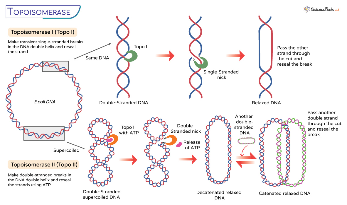 <p>Topoisomerase</p>