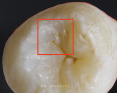 <p>What is the classification?</p>
