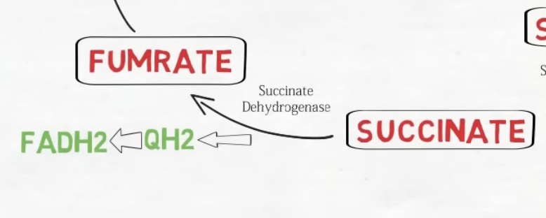 <p>Succinyl-CoA ---> Succinate. Enzyme: Succinyl-CoA Synthetase. Cofactor: GDP + Pi -> GTP + CoA. Importance: Substrate-level phosphorylation step. Cleavage of the thioester bond drives GTP synthesis (which readily converts to ATP).</p>
