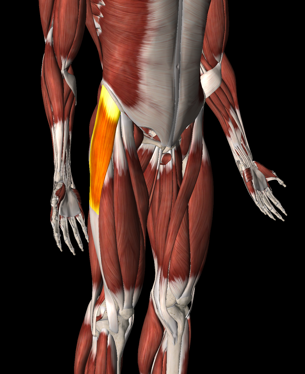 <p>What muscle is this?</p>