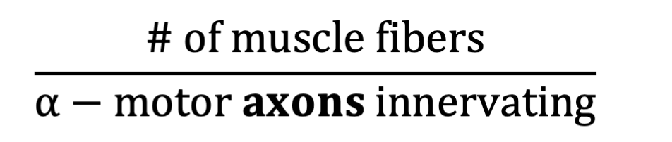 <p>Innervation ratio = <strong># of muscle fibers ÷ # of α-motor axons innervating them</strong></p><p>It represents the average <strong>motor unit (MU) size</strong>.</p><p>Large innervation ratio → many fibers per motor unit → <strong>large/gross movements</strong></p><ul><li><p>Ex: Gastrocnemius ≈ 1,934 fibers/MU</p></li></ul><p>Small innervation ratio → few fibers per motor unit → <strong>small/precise movements</strong></p><ul><li><p>Ex: Rectus lateralis (eye) ≈ 5 fibers/MU</p></li></ul><p>Memory: <strong>More fibers = more force, less precision; fewer fibers = more precision.</strong></p>