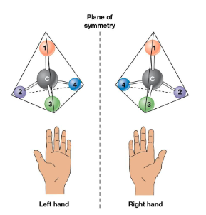 <p>Why does the slide compare stereoisomers to left and right hands?</p>