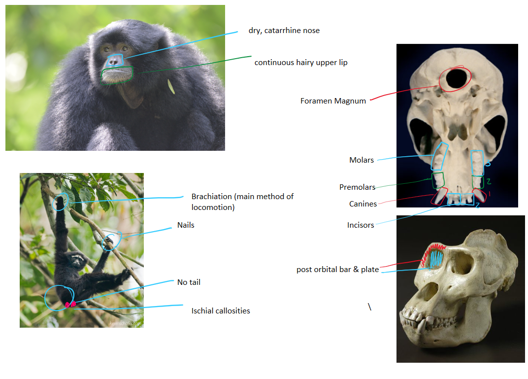 <ul><li><p>ischial callosities</p></li><li><p>brachiation main method of locomotion</p></li><li><p>dense body hair</p></li><li><p>found in S.E. Asia</p></li></ul><p></p>
