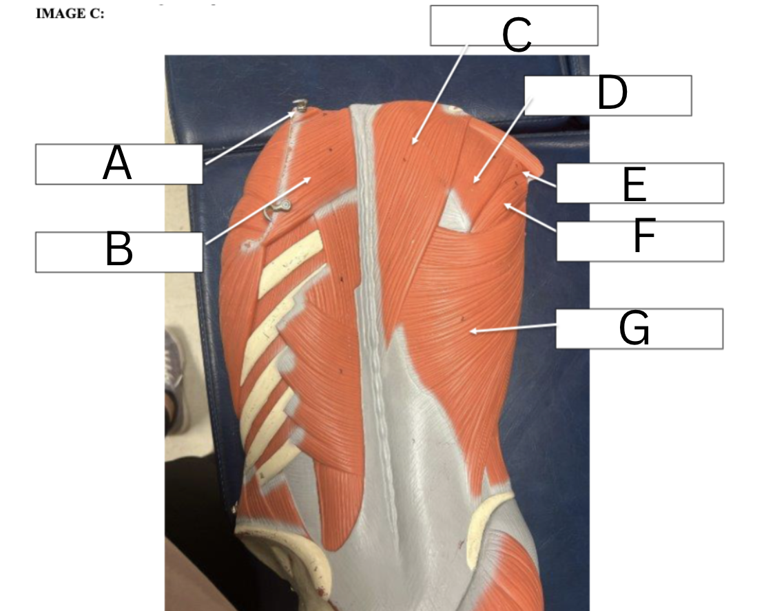 <p>Label the following </p>