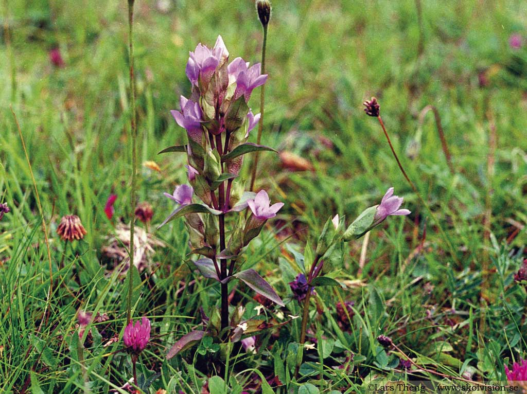 <p>sid 416 gentianaväxter,</p><p>fyrflikiga lilablå blommor med stora foderblad, sårbar, växer på mark som riskerar att växa igen</p><p></p>