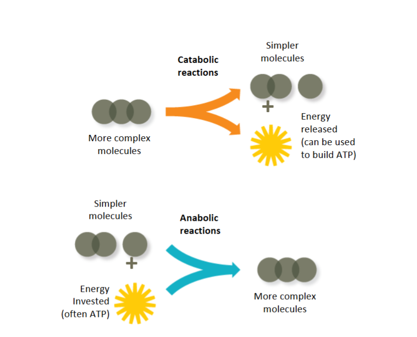 <p>Catabolism provides energy and building blocks for anabolism by breaking down complex molecules</p>