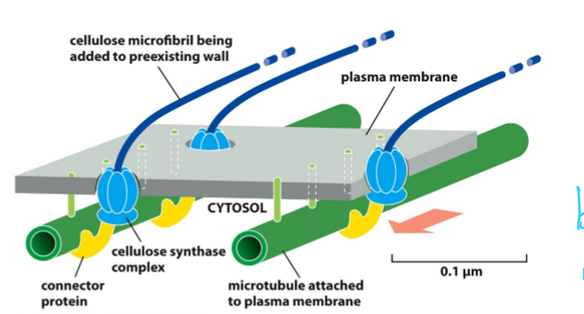 <ul><li><p>Distil; Integrated into cell wall</p></li><li><p>Proximal; Pushes cellulose synthase complex along plasma membrane</p></li></ul><p></p>