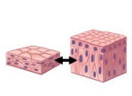 <p>Tissue, Function, Location</p>