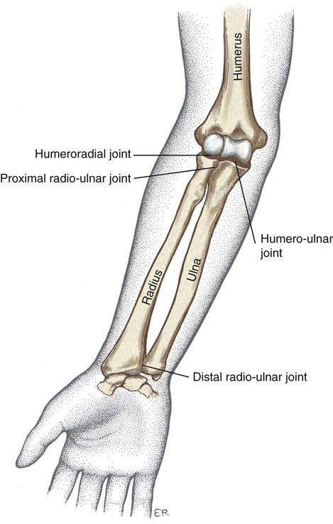 <p><strong>Humeroulnar and Humeroradial joint</strong>: Features</p><p></p>