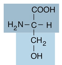 <p>name the following amino acid</p>