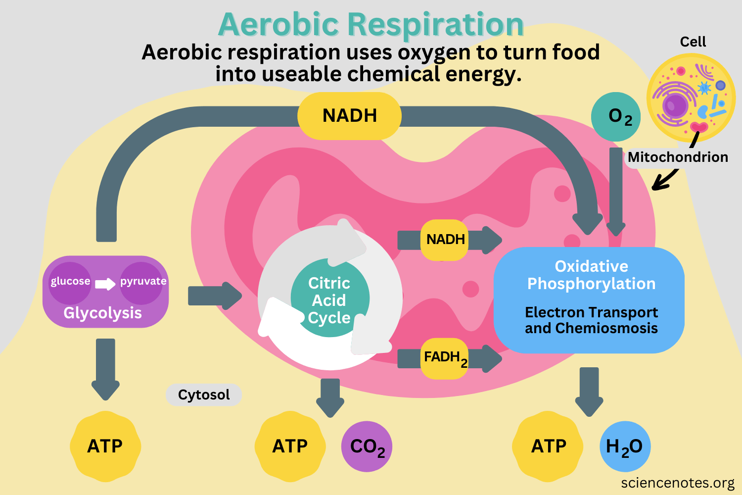 <ul><li><p><span style="background-color: transparent;">A process that breaks down <strong>glucose to make ATP</strong>.</span></p></li><li><p><span style="background-color: transparent;">Requires <strong>oxygen</strong>.</span></p></li></ul><p></p>