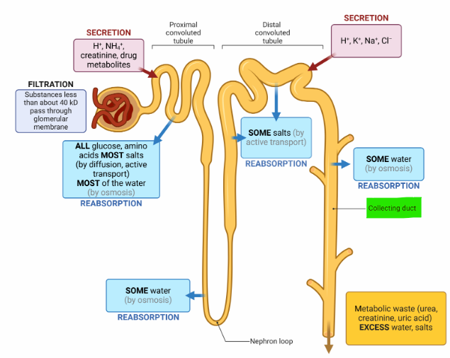 <p><span>Primarily in the proximal convoluted tube (PCT) and the loop of Henle via osmosis. Reabsorption also occurs in the collecting duct under the influence of antidiuretic hormone (ADH) or vasopressin </span></p>