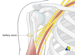 <p>The deltoid and teres minor</p>
