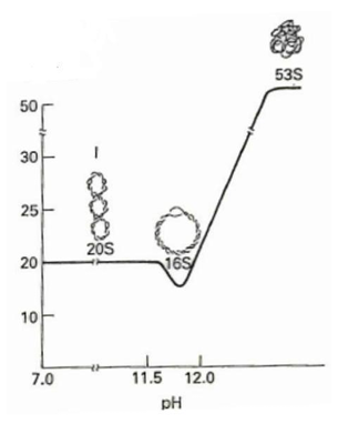 <p>In che modo, cioè grazie a quale meccanismo, un aumento circoscritto di pH (da 8.0 a 11.5) ha favorito la suddetta transizione?</p>