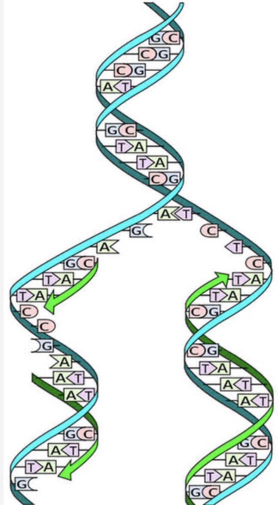 <p><span><span>What is DNA replication?</span></span></p>