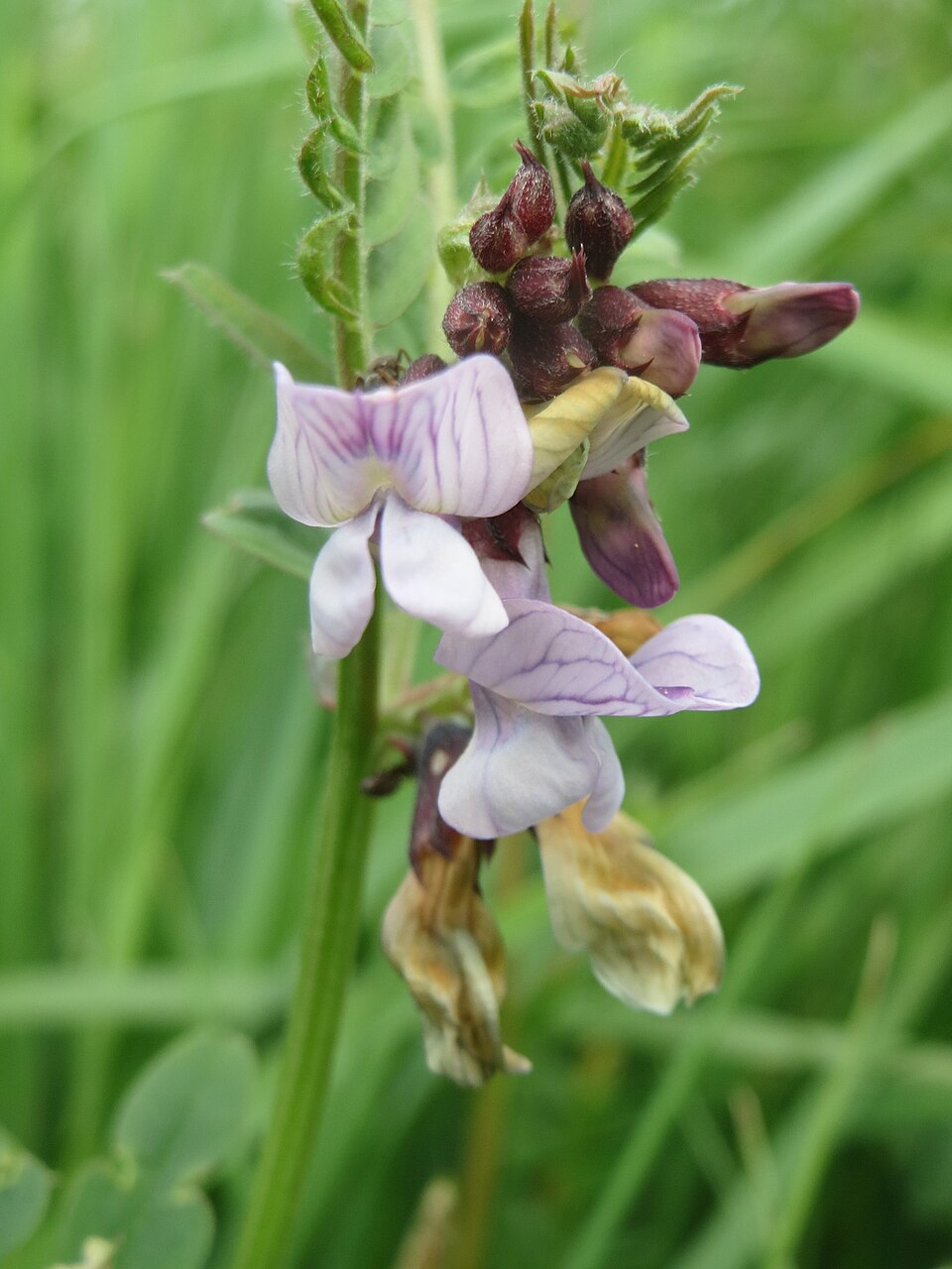 <p>Häckvicker    (Fabaceae)</p>