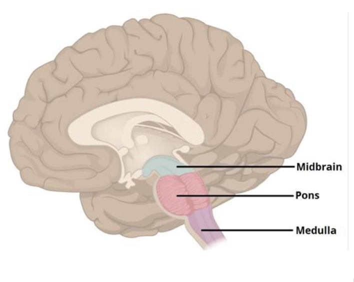 <ul><li><p><span style="background-color: transparent;">Respiration is controlled in the pons and medulla oblongata</span></p></li></ul><p><span style="background-color: transparent;"><u>Medulla oblongata</u></span></p><ul><li><p><span style="background-color: transparent;">Ventral respiratory group</span></p><ul><li><p><span style="background-color: transparent;">Initiates inspiration and expiration</span></p></li></ul></li><li><p><span style="background-color: transparent;">Dorsal respiratory group</span></p><ul><li><p><span style="background-color: transparent;">Alters breathing rate&nbsp;</span></p></li></ul></li></ul><p><span style="background-color: transparent;"><u>Pons</u></span></p><ul><li><p><span style="background-color: transparent;">Pontine respiratory group</span></p><ul><li><p><span style="background-color: transparent;">Modifies and fine tunes breathing rhythms</span></p></li><li><p><span style="background-color: transparent;">makes it more smooth… w/out, breathing would be choppy</span></p></li></ul></li></ul><p></p>