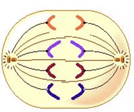 <ul><li><p>ana = back/seperate</p></li><li><p>Each double stranded chromosome splits</p><ul><li><p>Sister chromatids get pulled apart and backwards toward opposite poles</p></li></ul></li></ul><p></p>